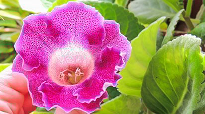 Как посадить и вырастить красивую глоксинию
