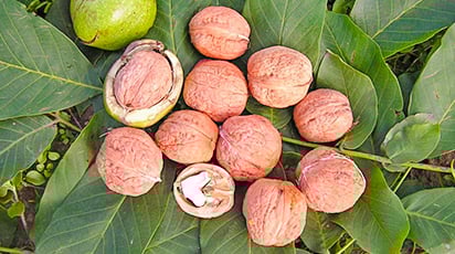 Как заложить ореховый сад и получить большие урожаи?