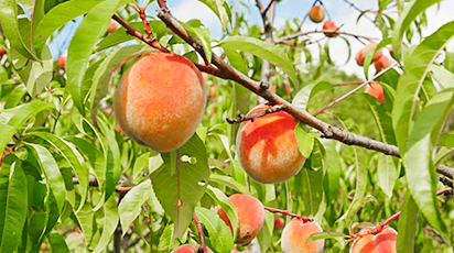 Как посадить персик: главные секреты