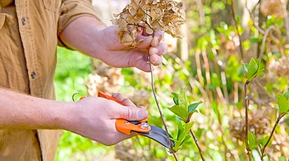 Грамотная обрезка гортензии: сроки, тонкости, нюансы