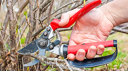 Как правильно ухаживать за малиной и смородиной после плодоношения