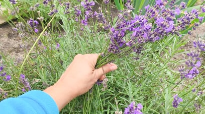 Как правильно укрывать лаванду на зиму