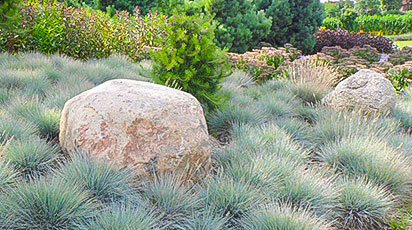 Как правильно вырастить овсяницу из семян