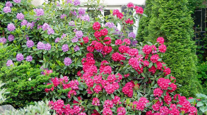 Как сделать почву кислой для гортензий, вересков, хвойных и голубики