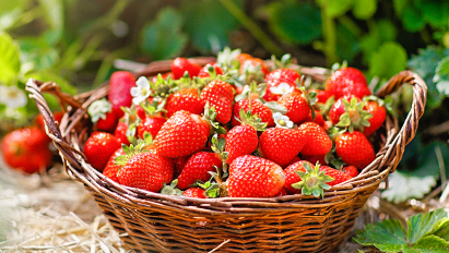 Ремонтантная земляника. Как снять несколько урожаев за сезон