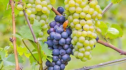 Как ухаживать за виноградом: календарь работ по месяцам