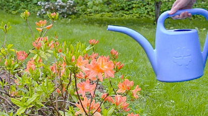 Рододендрон на зиму – пять шагов на пути к спасению