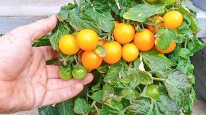 Огород на окне – какие семена посеять для выращивания в домашних условиях