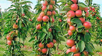 Как выращивать колоновидные деревья