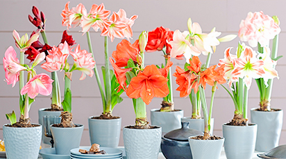 Чтобы амариллис начал цвести в домашних условиях нужно...