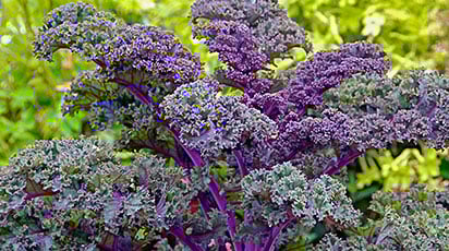 Капуста кале: от семян до уборки урожая