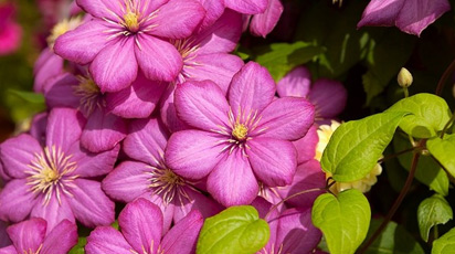 Клематис. Три типа подводных камней в уходе за чудо-лианами