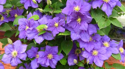 Клематисы: правила посадки, ухода и обрезки