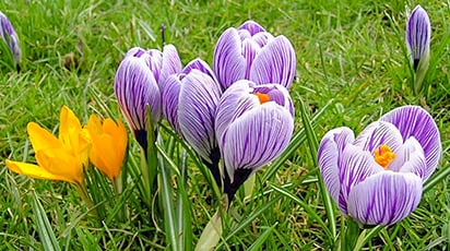Крошки-крокусы: 5 идей для посадки в саду