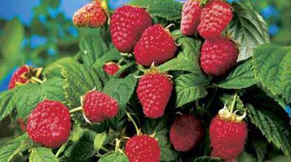 Малиновые деревья в ассортименте Беккер: что это такое и как их вырастить