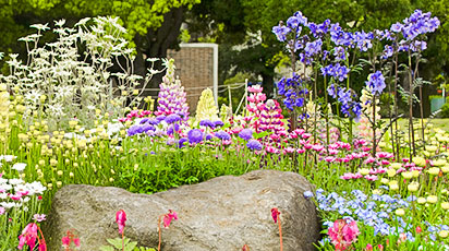 Многолетники и стратификация. Идеальная подготовка к сезону рассады!