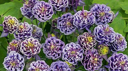 Аквилегия: выращивание рассады в домашних условиях