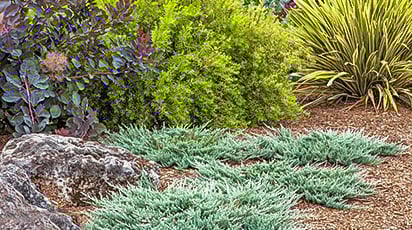 Можжевельник: уход в первый год после посадки