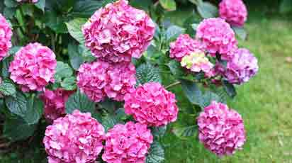 Морозостойкие сорта гортензий, которые не боятся холодов