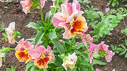 Моя цветущая усадьба. В гостях у покупателя Оксаны Немилович