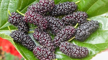 Все, что вы хотели узнать о выращивании шелковицы