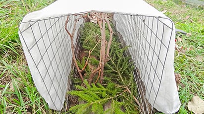 Осенняя обрезка и укрытие винограда на зиму - залог больших урожаев