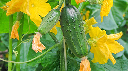 Огурцы: компактная грядка - большой урожай