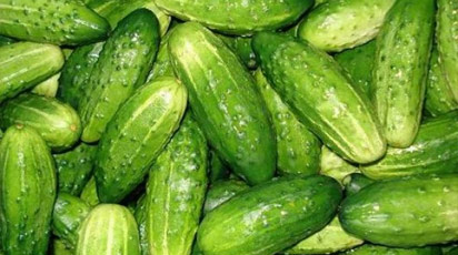 Огурцы в открытом грунте | Полезные статьи на блоге Беккер