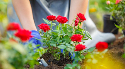 Почему осень — лучшее время для посадки роз