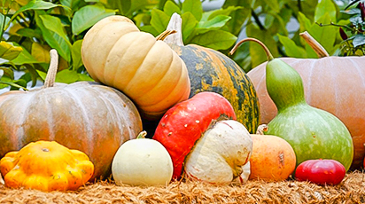 Хранение урожая и его дальнейшая переработка: лучшие идеи