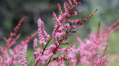 Особенности выращивания астильбы в Беларуси