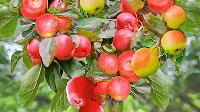 Особенности выращивания колоновидных деревьев в контейнере