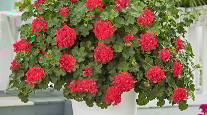 Пеларгония: секреты выращивания в домашних условиях 