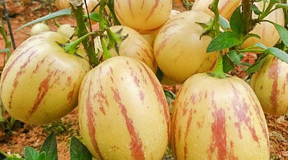 Пепино: выращиваем дынное дерево из семян