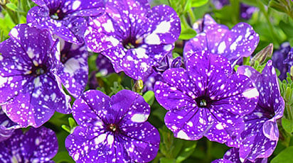 Петуния из семян – космическое предложение от «Беккер»