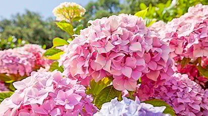 Подготовка гортензий к зиме: подкормка, обрезка, варианты укрытий