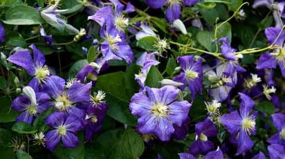 Подготовка к зиме и укрытие клематисов