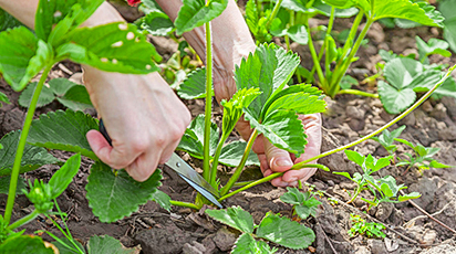 Подготовка к зиме: защищаем клубничные грядки от морозов