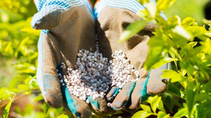 Подкормки в августе – удобряем садовые и огородные культуры