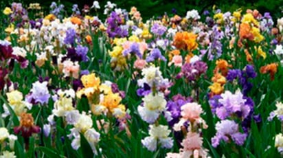 Посадка и уход за ирисами – цветами богини Ириды