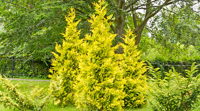 Стройные и ароматные: выращиваем туи на садовом участке