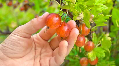 Почему крыжовник лучше сажать осенью