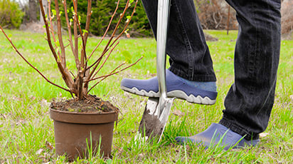 Преимущества осенней посадки смородины