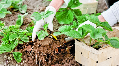 Посадка земляники осенью: секреты хорошей приживаемости