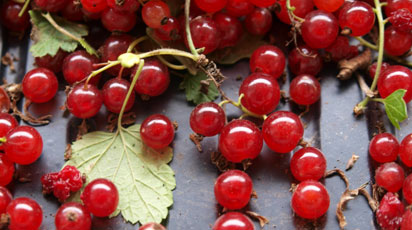 Правильный уход за смородиной весной