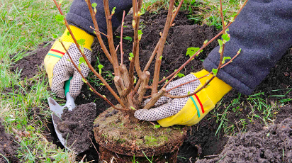 В чём преимущество осенней посадки? Советы экспертов.