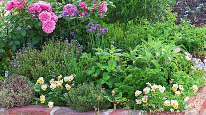 Пряно-ароматическая клумба: зеленая аптека на вашем участке