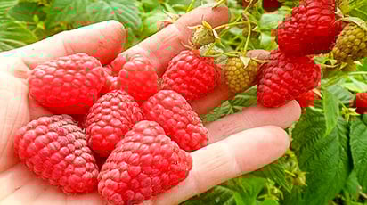 Ремонтантная малина: особенности и преимущества осенней посадки