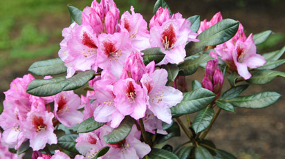 Рододендрон: посадка, выращивание и уход