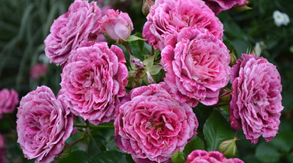 Розы флорибунда теперь можно купить в Беларуси в магазине «Беккер»